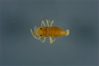 藏品(美洲葉顎蝦)的圖片